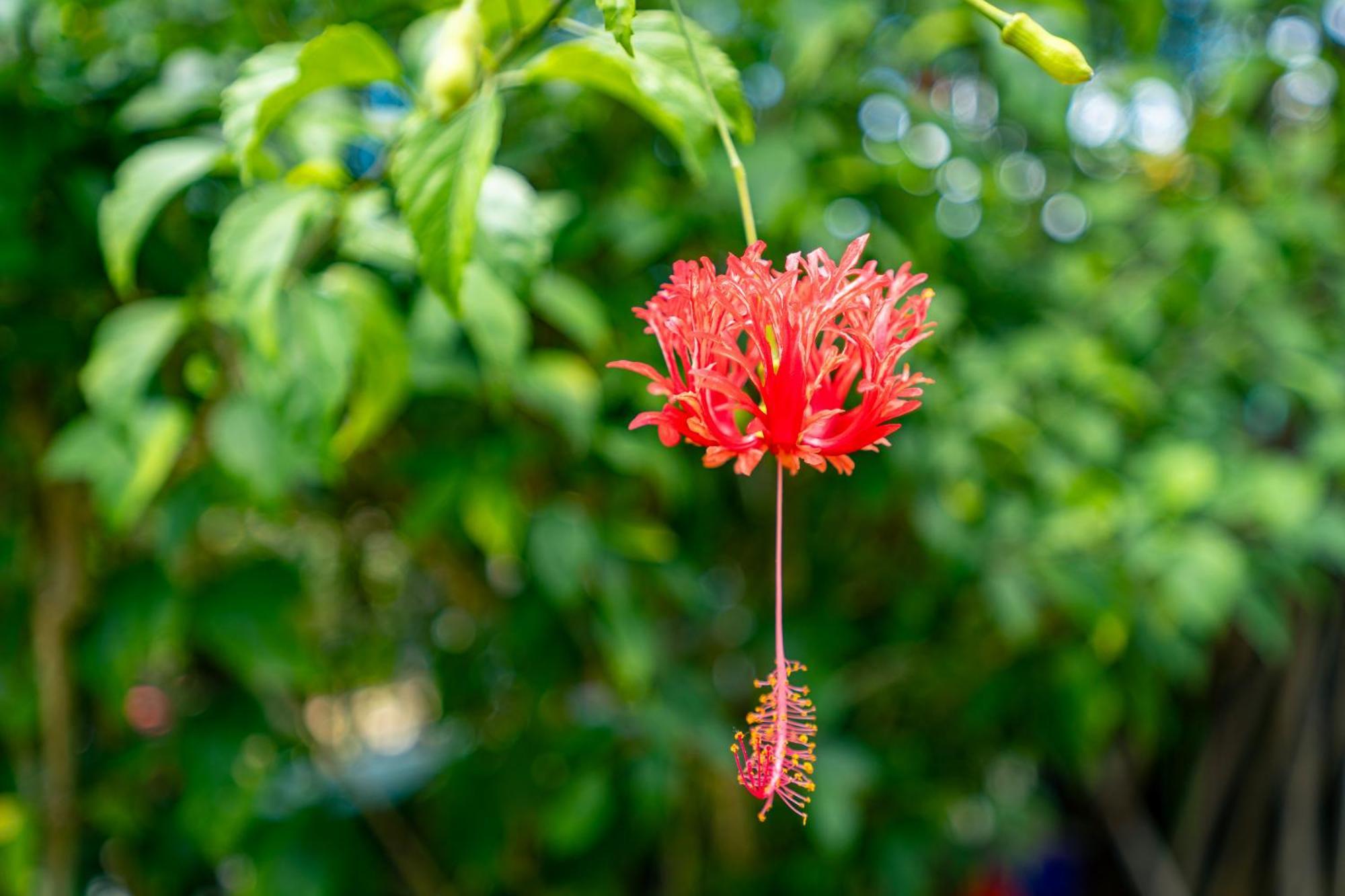 Lemongrass Lodge Бо-Валлон Экстерьер фото
